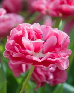 Tulip 'Wedding Gift' -Flowers Sales Store tulip wedding gift 11