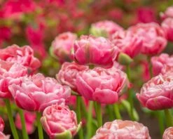 Tulip 'Wedding Gift' -Flowers Sales Store tulip wedding gift 12