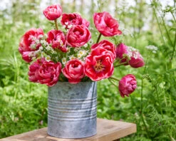 Tulip 'Wedding Gift' -Flowers Sales Store tulip wedding gift 13