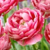 Tulip 'Wedding Gift' -Flowers Sales Store tulip wedding gift 14