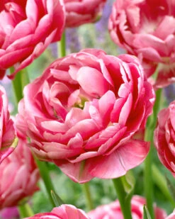 Tulip 'Wedding Gift'