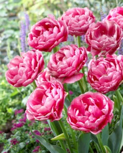 Tulip 'Wedding Gift' -Flowers Sales Store tulip wedding gift 15
