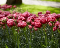 Tulip 'Wedding Gift' -Flowers Sales Store tulip wedding gift 16