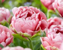 Tulip 'Wedding Gift' -Flowers Sales Store tulip wedding gift 19