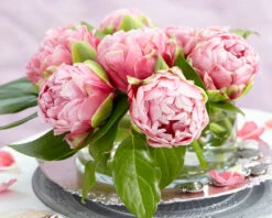 Tulip 'Wedding Gift' -Flowers Sales Store tulip wedding gift 21