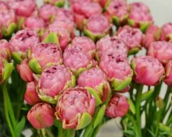 Tulip 'Wedding Gift' -Flowers Sales Store tulip wedding gift 3