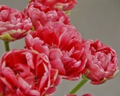 Tulip 'Wedding Gift' -Flowers Sales Store tulip wedding gift 4