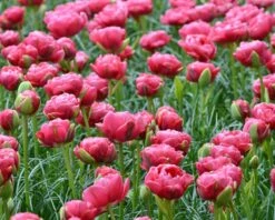 Tulip 'Wedding Gift' -Flowers Sales Store tulip wedding gift 5