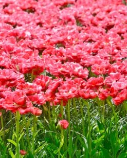 Tulip 'Wedding Gift' -Flowers Sales Store tulip wedding gift 6