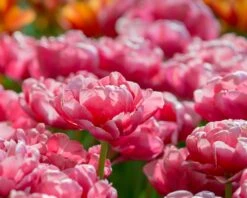 Tulip 'Wedding Gift' -Flowers Sales Store tulip wedding gift 9