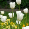 Tulip 'White Dream' 1 Tulip 'White Dream' -Flowers Sales Store tulip white dream 0