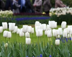 Tulip 'White Dream' 16 Tulip 'White Dream' -Flowers Sales Store tulip white dream 11