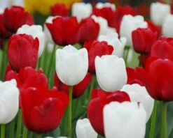 Tulip 'White Dream' 13 Tulip 'White Dream' -Flowers Sales Store tulip white dream 2