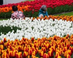 Tulip 'White Dream' 15 Tulip 'White Dream' -Flowers Sales Store tulip white dream 8