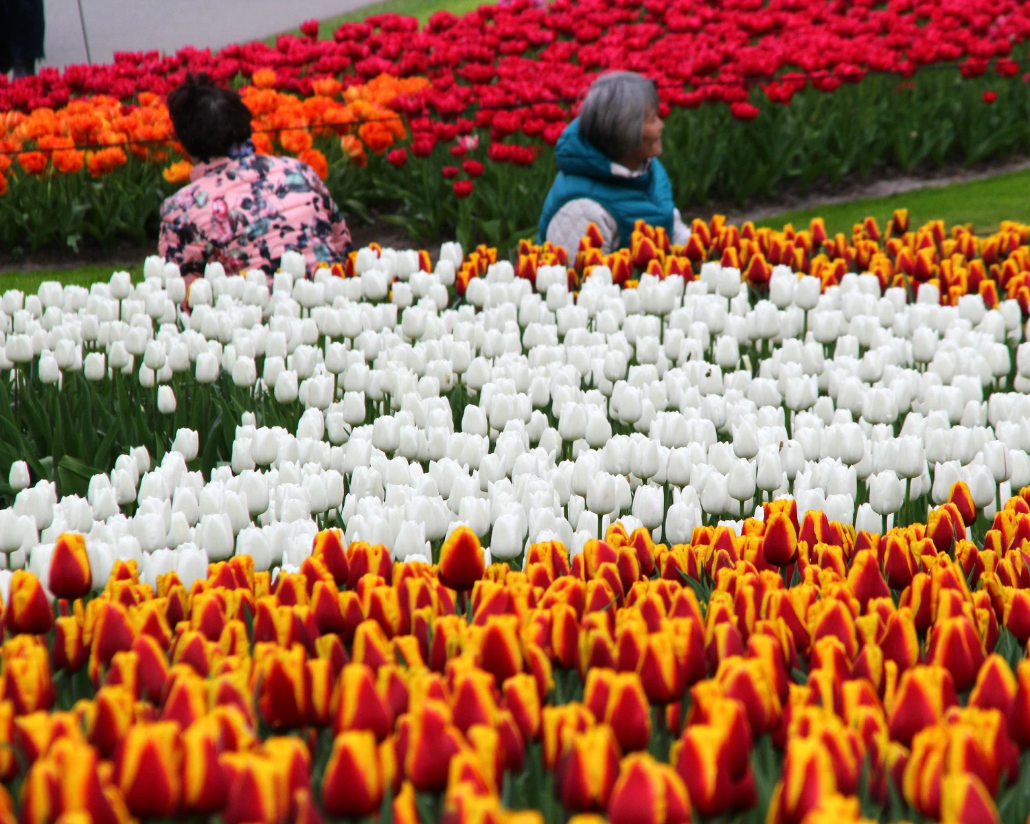 Tulip 'White Dream' 8 Tulip 'White Dream' - Image 6