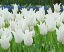 Tulip 'White Elegance' 11 Tulip 'White Elegance' -Flowers Sales Store tulip white elegance 2