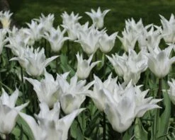 Tulip 'White Elegance' 12 Tulip 'White Elegance' -Flowers Sales Store tulip white elegance 4