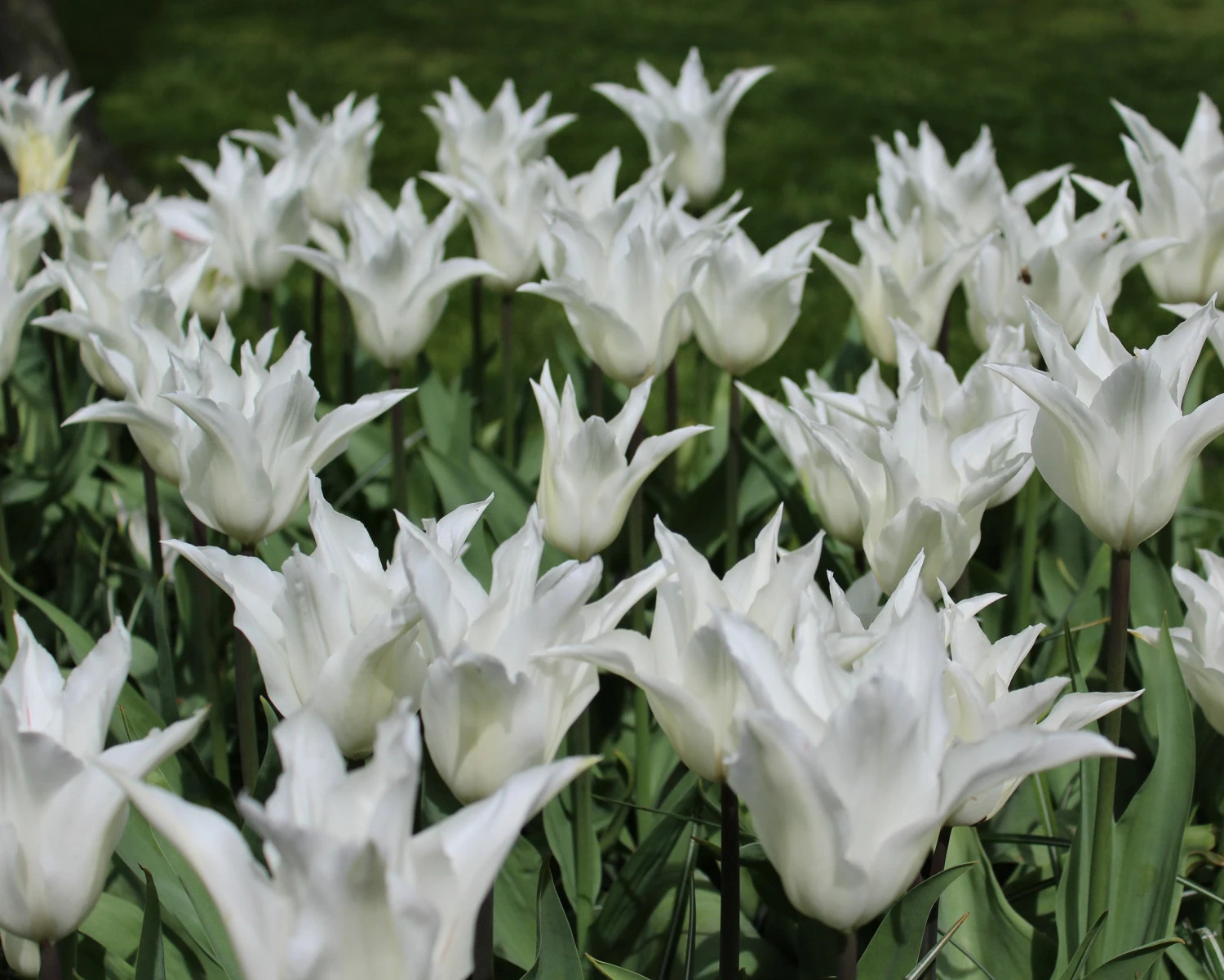 Tulip 'White Elegance' 7 Tulip 'White Elegance' - Image 5