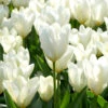 Tulip 'White Emperor' -Flowers Sales Store tulip white emperor 00