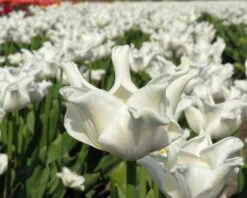 Tulip 'White Liberstar' -Flowers Sales Store tulip white liberstar 1