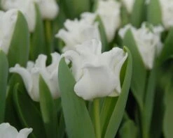 Tulip 'White Liberstar' -Flowers Sales Store tulip white liberstar 2