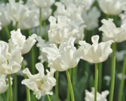 Tulip 'White Liberstar' -Flowers Sales Store tulip white liberstar 8