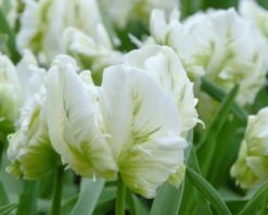 Tulip 'White Parrot' -Flowers Sales Store tulip white parrot 3