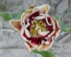 Tulip 'Wyndham' 15 Tulip 'Wyndham' -Flowers Sales Store tulip wyndham 6