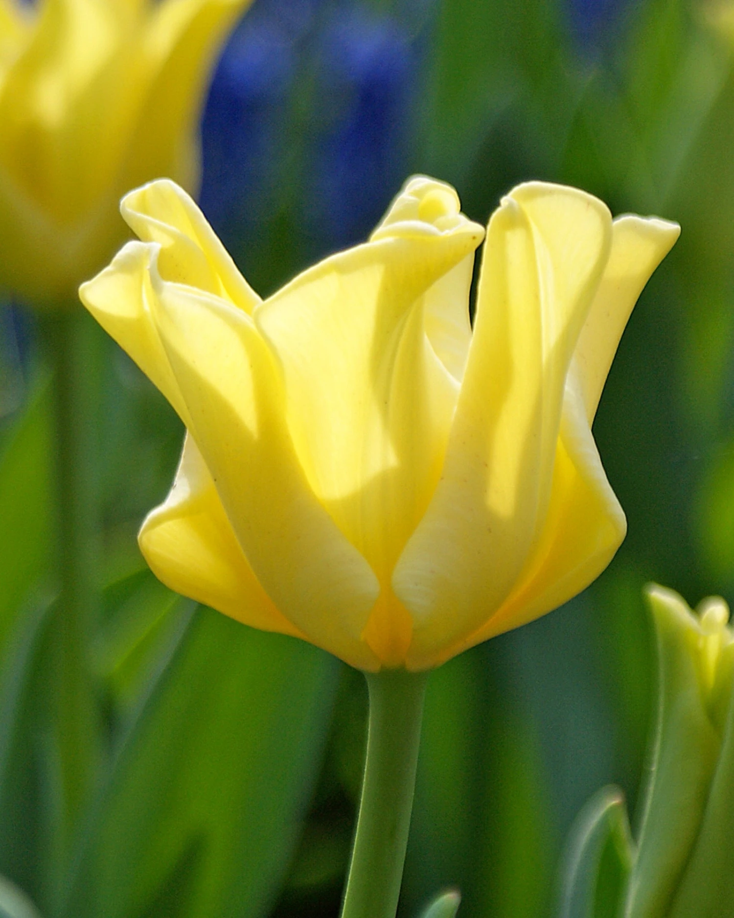 Tulip 'Yellow Crown' 4 Tulip 'Yellow Crown' - Image 2