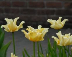 Tulip 'Yellow Crown' 15 Tulip 'Yellow Crown' -Flowers Sales Store tulip yellow crown 3