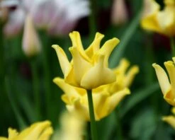 Tulip 'Yellow Crown' 17 Tulip 'Yellow Crown' -Flowers Sales Store tulip yellow crown 5