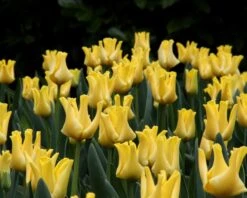 Tulip 'Yellow Crown' 13 Tulip 'Yellow Crown' -Flowers Sales Store tulip yellow crown 7
