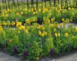 Tulip 'Yellow Emperor' -Flowers Sales Store tulip yellow purissima 1