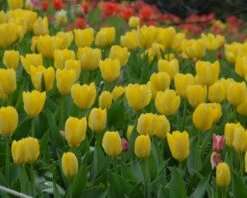 Tulip 'Yellow Emperor' -Flowers Sales Store tulip yellow purissima 2
