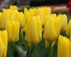 Tulip 'Yellow Emperor' -Flowers Sales Store tulip yellow purissima 3 59073d59 28f0 4ae9 86a7 d46e879ef5e7