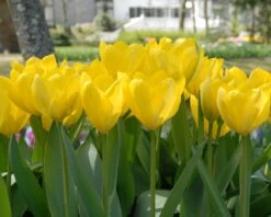 Tulip 'Yellow Emperor' -Flowers Sales Store tulip yellow purissima 4