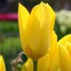 Tulip 'Yellow Emperor' -Flowers Sales Store tulip yellow purissima 4 06ea9d7b cb6d 4e6b 8828 a495bce4f410