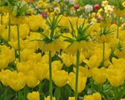 Tulip 'Yellow Emperor' -Flowers Sales Store tulip yellow purissima 5