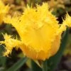 Tulip 'Yellow Valery' 1 Tulip 'Yellow Valery' -Flowers Sales Store tulip yellow valery 02