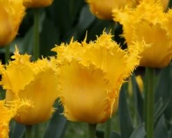 Tulip 'Yellow Valery' -Flowers Sales Store tulip yellow vallery 8