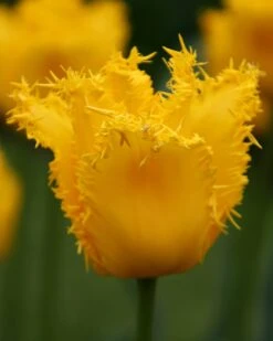 Tulip 'Yellow Valery' -Flowers Sales Store tulip yellow vallery 9