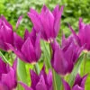 Tulip 'Yume No Murasaki'