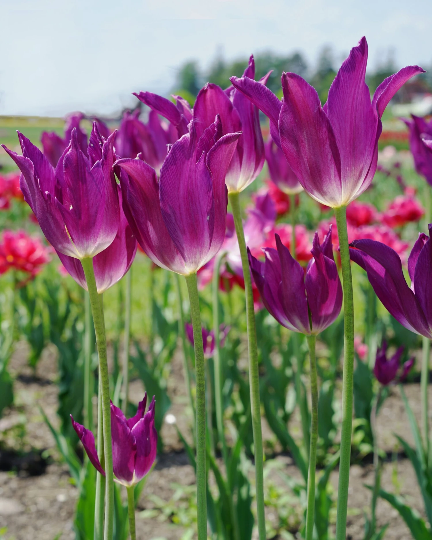 Tulip 'Yume No Murasaki' 4 Tulip 'Yume No Murasaki' - Image 2