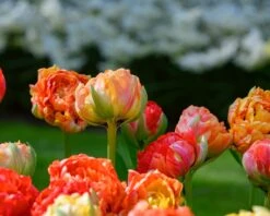 Tulip 'Gudoshnik Double' -Flowers Sales Store tulipa gudoshnik double 1