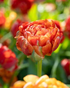 Tulip 'Gudoshnik Double' -Flowers Sales Store tulipa gudoshnik double 10