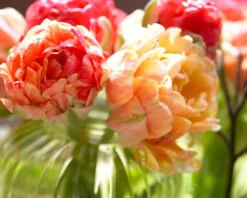 Tulip 'Gudoshnik Double' -Flowers Sales Store tulipa gudoshnik double 11