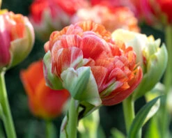 Tulip 'Gudoshnik Double' -Flowers Sales Store tulipa gudoshnik double 12