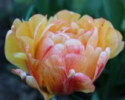 Tulip 'Gudoshnik Double' -Flowers Sales Store tulipa gudoshnik double 13
