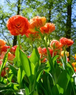 Tulip 'Gudoshnik Double' -Flowers Sales Store tulipa gudoshnik double 2