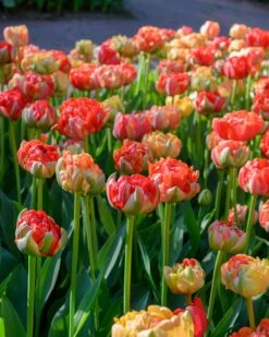Tulip 'Gudoshnik Double' -Flowers Sales Store tulipa gudoshnik double 4